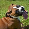 haloboxer