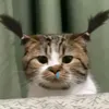 thichanxucxich98