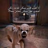abdelhady2881