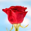 bishal3799