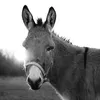 MOAMEL