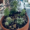 kho_3525