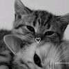 michy8928