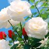 md.abul.kalam9682