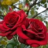 hourya.abdalal