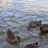 ducksformychildren