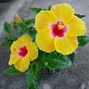 margarethalessia