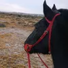 horses_150