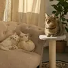 my_cats2025