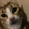 tigger.fluffy