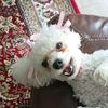thepoodlecricket