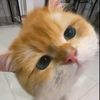 cariinfopenting_
