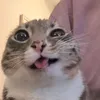 anhbahatthoc
