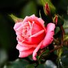 gayatri.devi522
