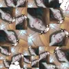 hai.yen597