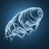 ...tardigrada