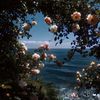 ghalya_ayash