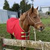 .horses.4.eva