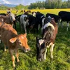 fieldandfeather4