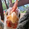 feathered friends