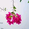 jishan.jihan86