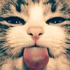 ibrawl.syah