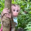 cute monkey 1
