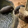 oski_186