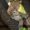 rasha_grftar01