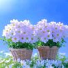 user7121205505524