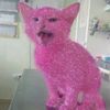 sparklypinkkittymeow