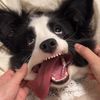 Dog life 79