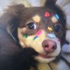 Pet.love.baby