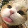 bongash7