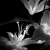 blind.barwarii6
