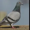 suomipulu_pigeonking