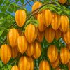 bangladesh12336