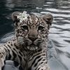 _nurash_5