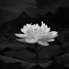 nh.li379