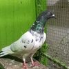 Punjab pigeon