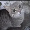 meow.3333333333