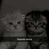 sayedaamnagilani