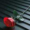 arifa.mustafa7