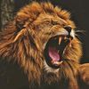 lion.bless00