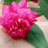 mitsathi.akter