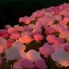 fayrouz_boubaker