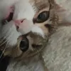 kittys.shrimp