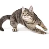 overweight_ow