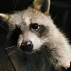 raccoonrollcall