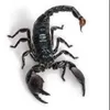 scorpionstongue